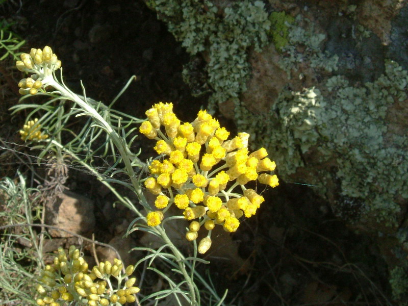Helichrysum italicum / Perpetuini d''Italia